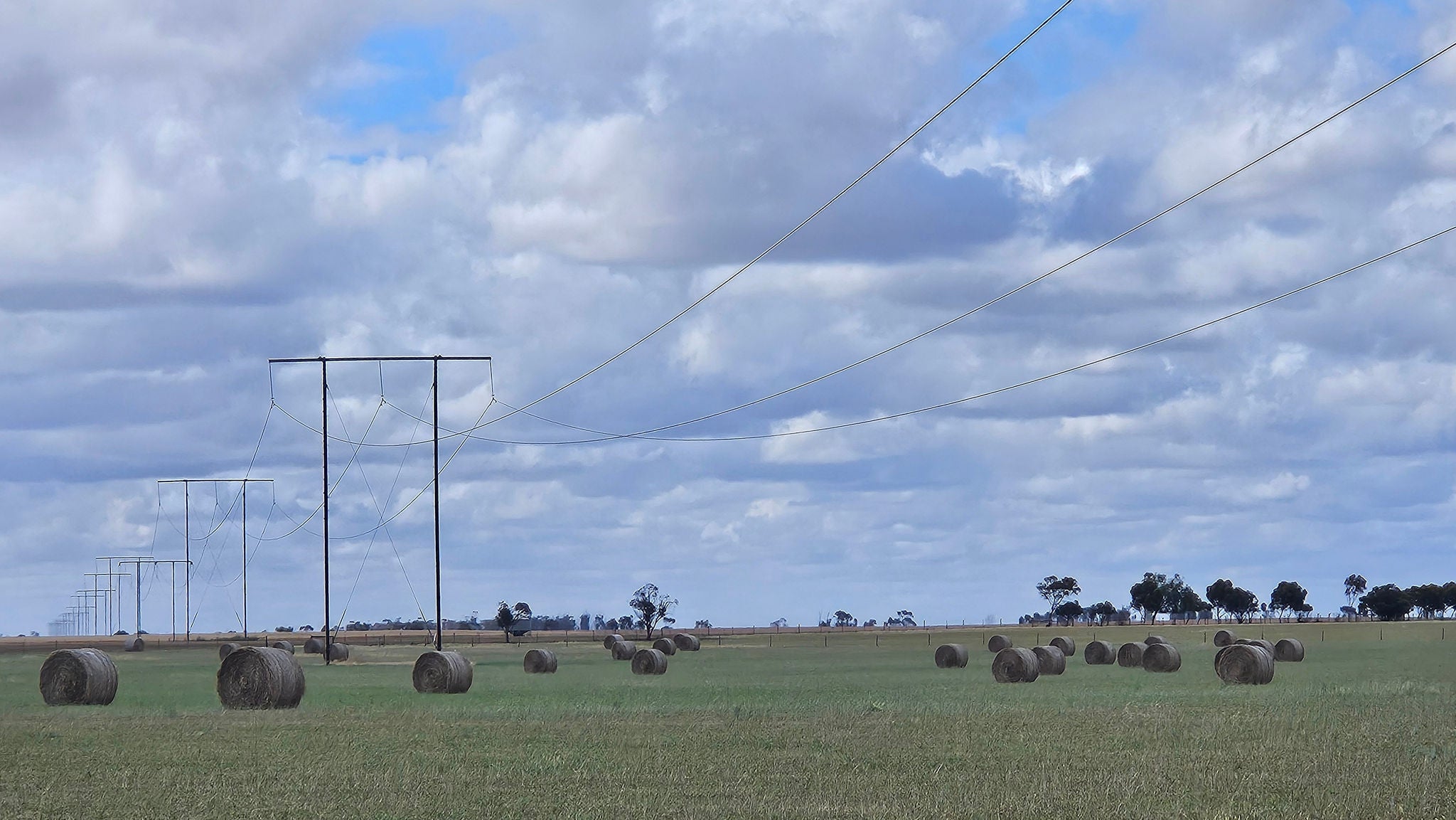 An image of brown-and-white cows in a field. In the foreground is a cow with her calf.