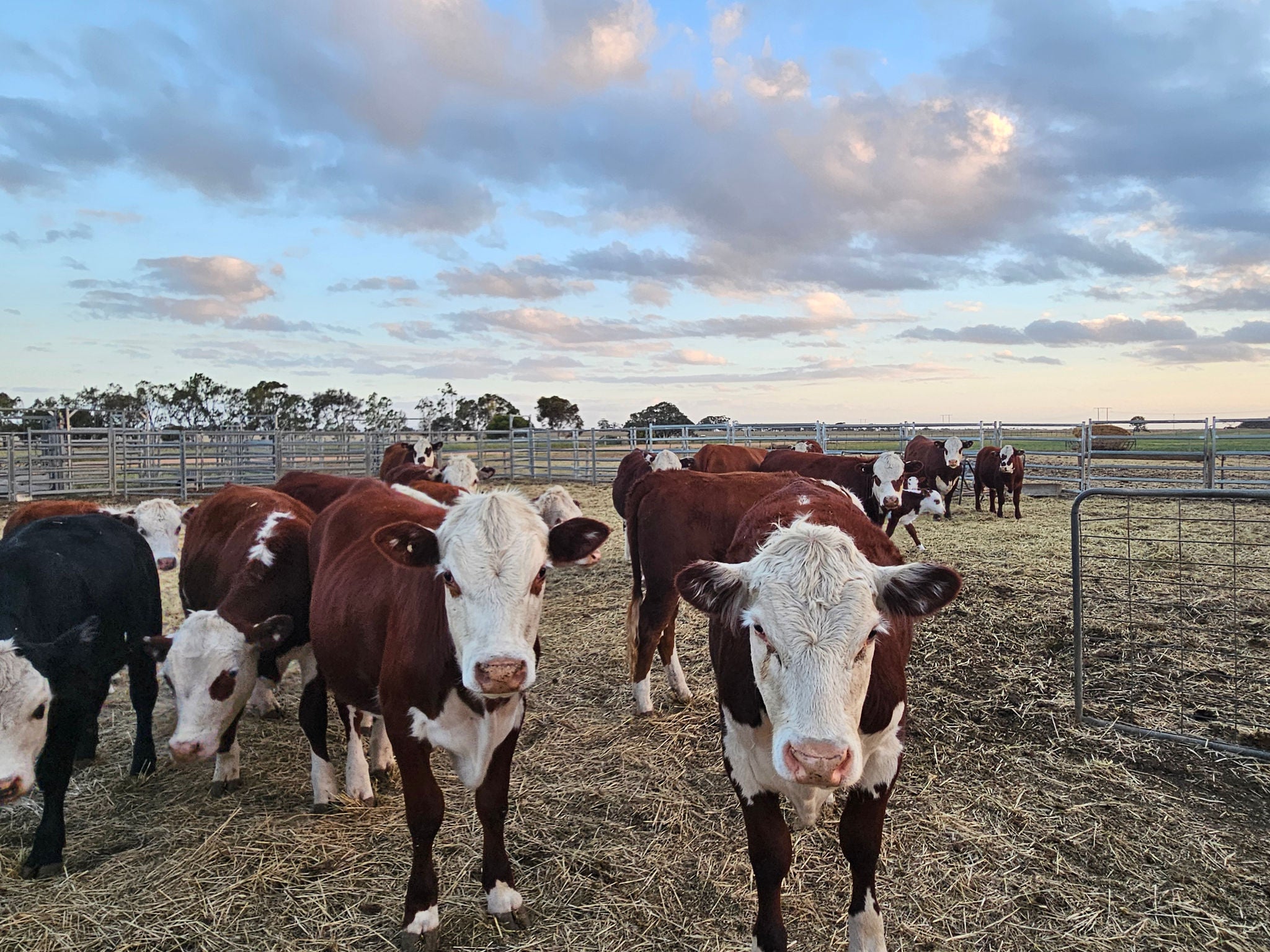 An image of brown-and-white cows in a field.