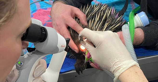 Squinty the echidna undergoing surgery on his eye