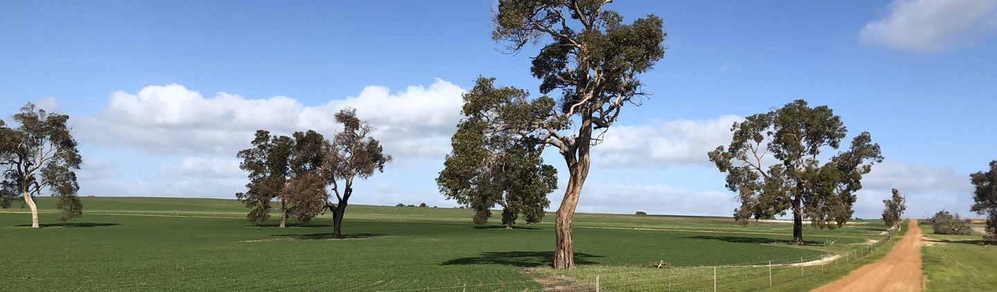 The site of Yandin Wind Farm