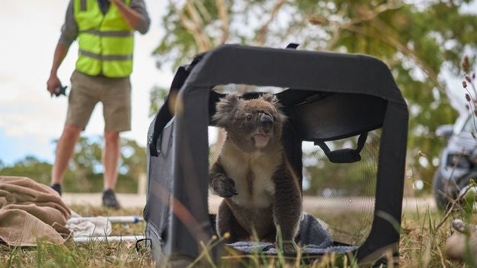 A koala in a carrier. In the background is a man with a hi-vis vest.