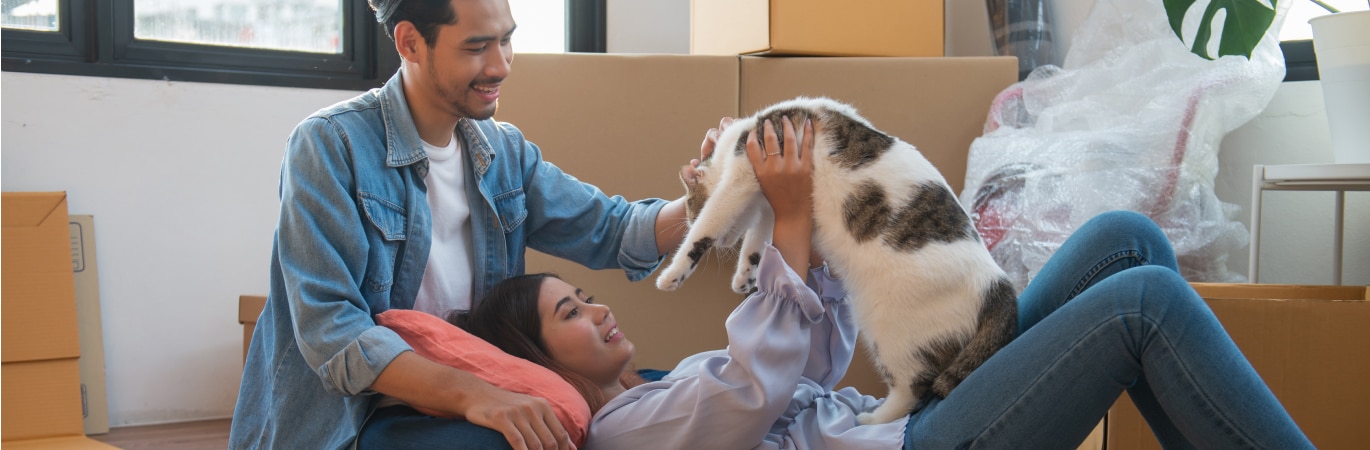 When moving house with a cat